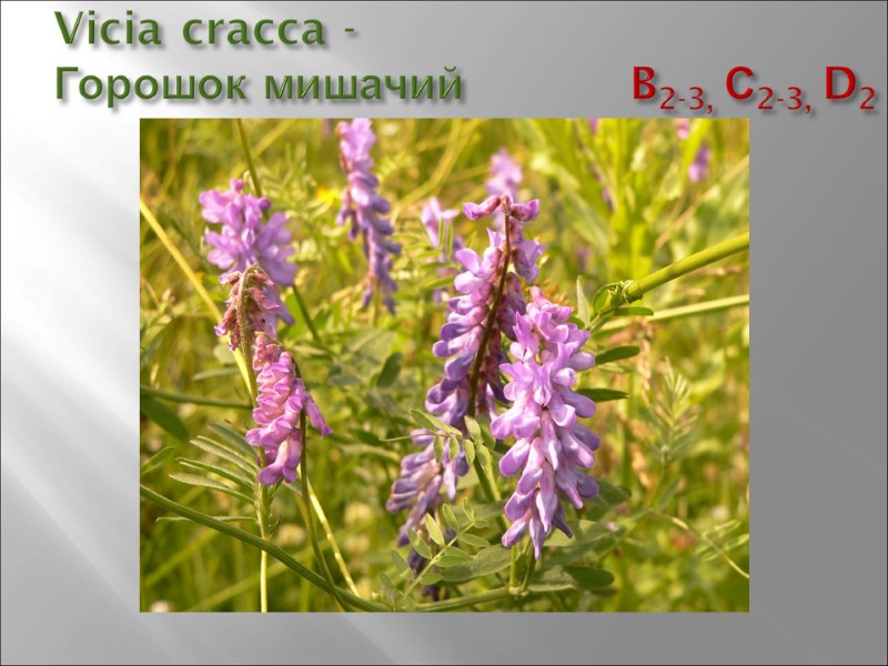 Vicia cracca -  Горошок мишачий        